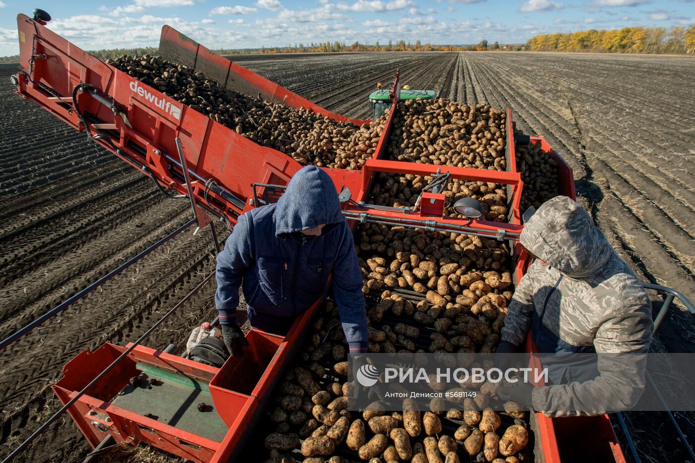 Уборка и переработка первого урожая российского картофеля для "Макдоналдс"