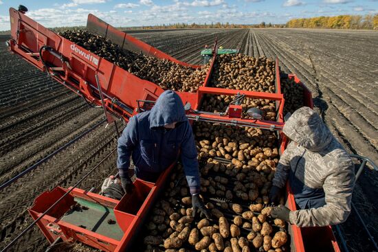 Уборка и переработка первого урожая российского картофеля для "Макдоналдс"
