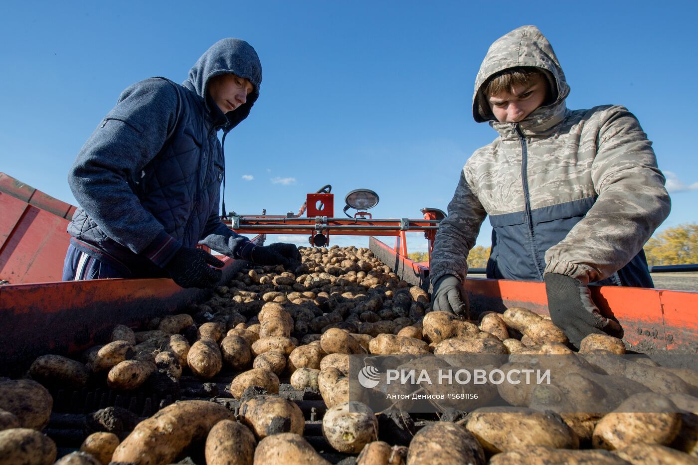 Уборка и переработка первого урожая российского картофеля для "Макдоналдс"