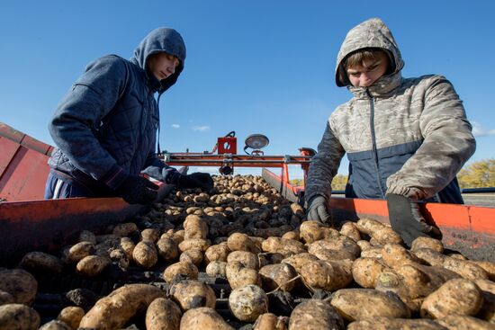 Уборка и переработка первого урожая российского картофеля для "Макдоналдс"