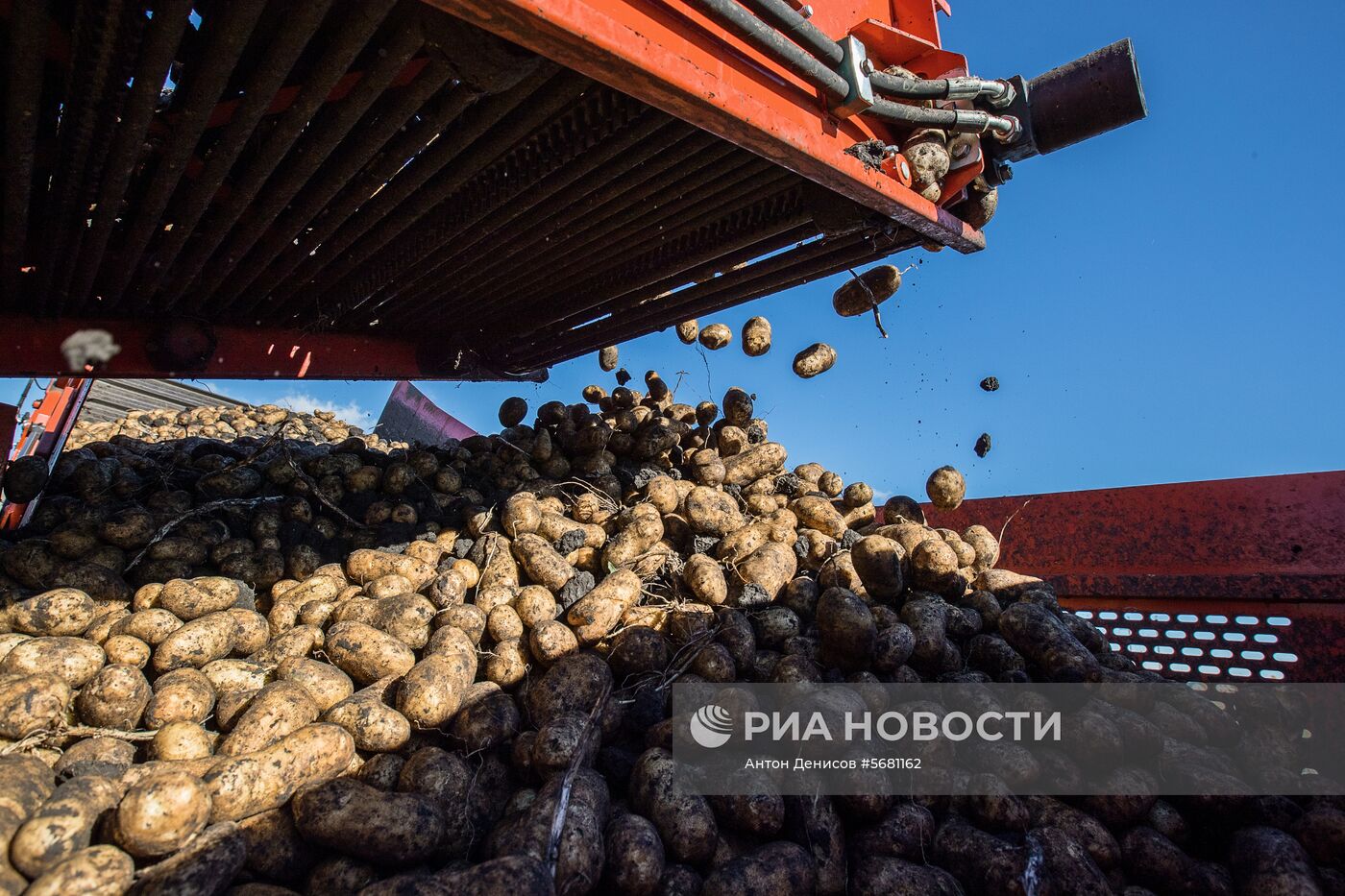 Уборка и переработка первого урожая российского картофеля для "Макдоналдс"