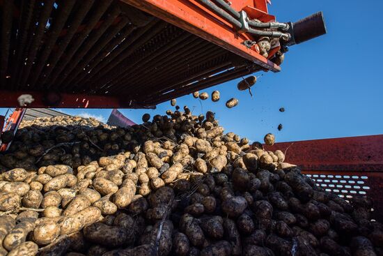 Уборка и переработка первого урожая российского картофеля для "Макдоналдс"