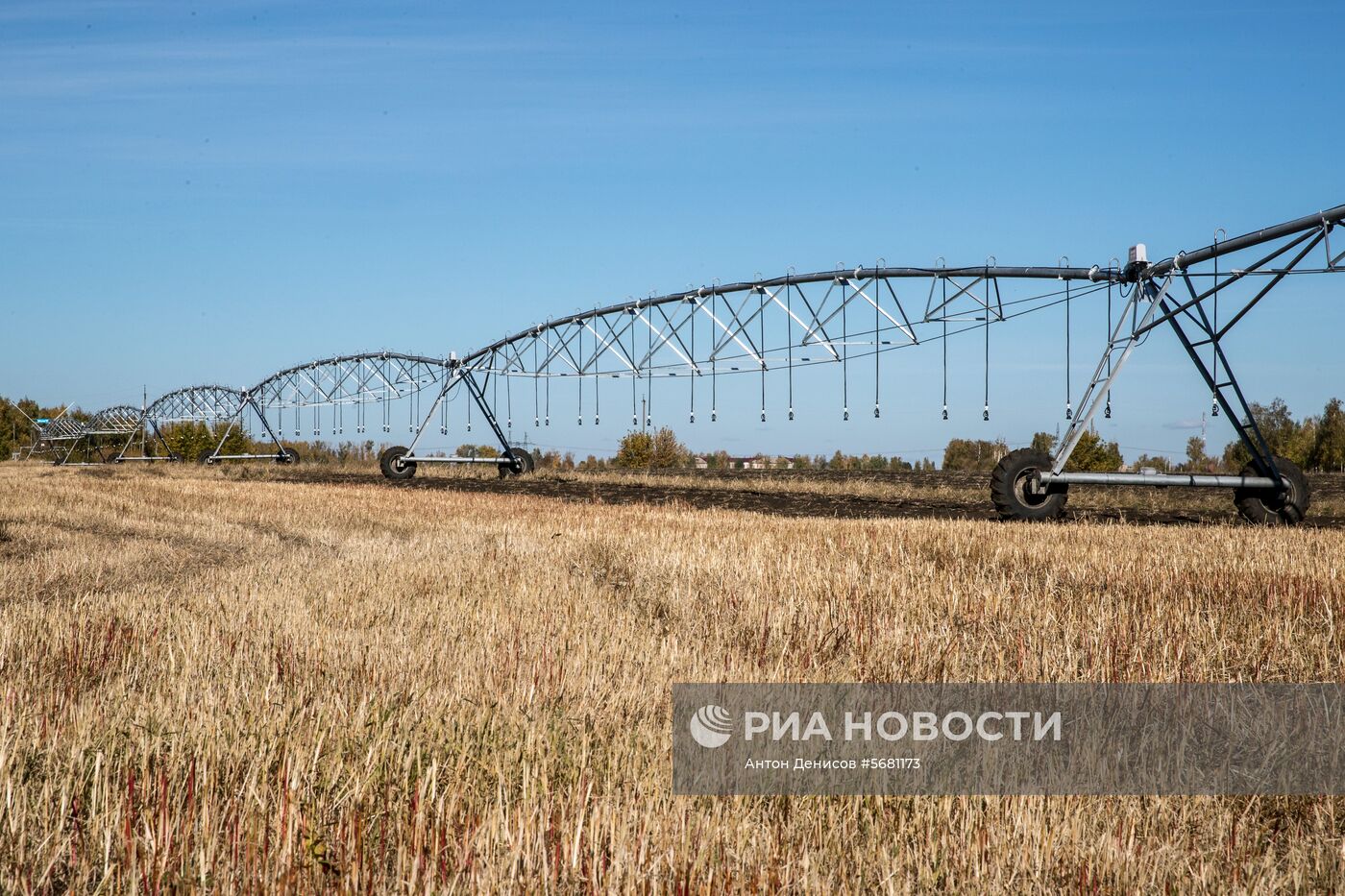 Уборка и переработка первого урожая российского картофеля для "Макдоналдс"