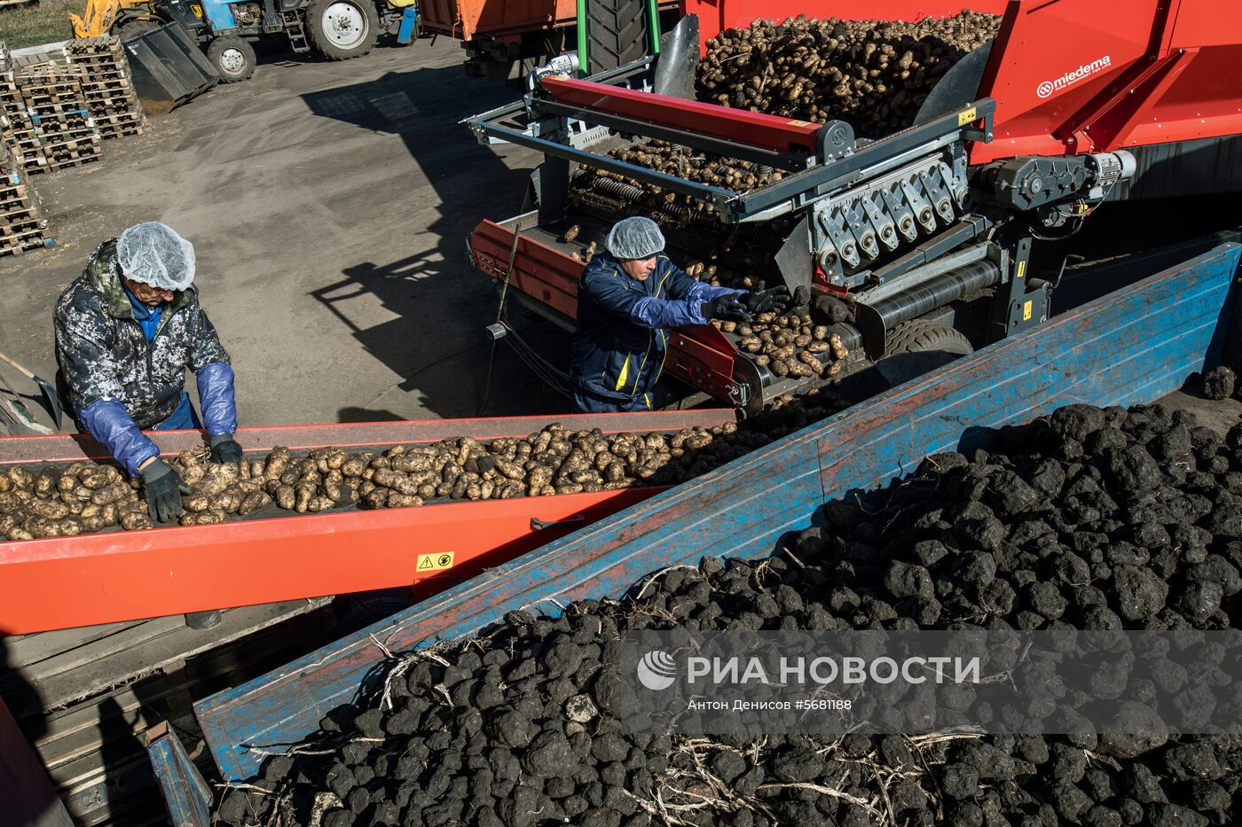 Уборка и переработка первого урожая российского картофеля для "Макдоналдс"