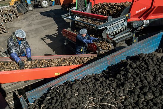 Уборка и переработка первого урожая российского картофеля для "Макдоналдс"