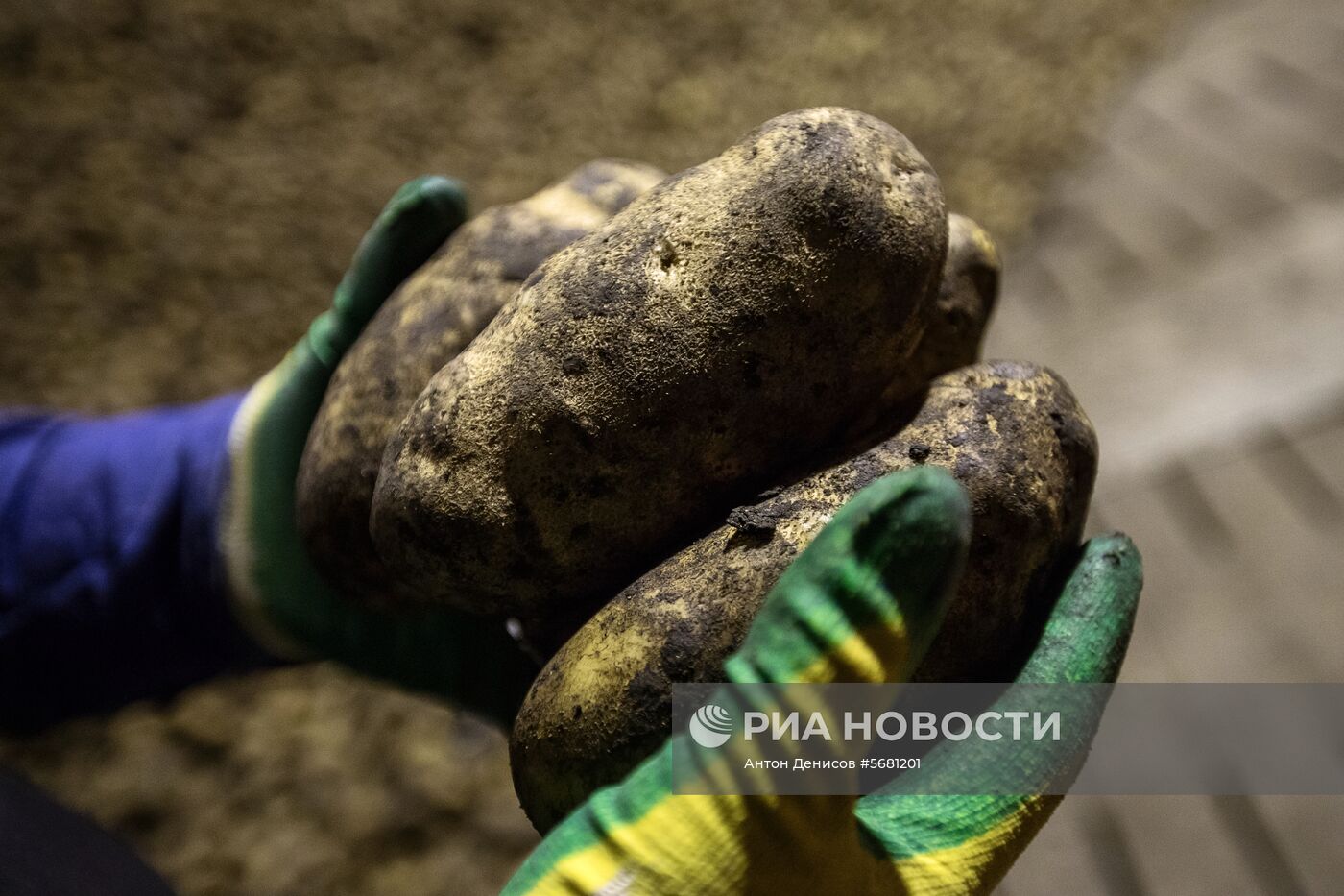 Уборка и переработка первого урожая российского картофеля для "Макдоналдс"