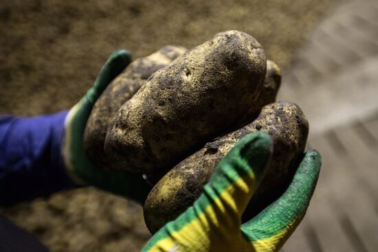 Уборка и переработка первого урожая российского картофеля для "Макдоналдс"