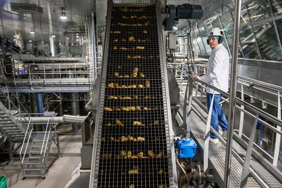 Уборка и переработка первого урожая российского картофеля для "Макдоналдс"