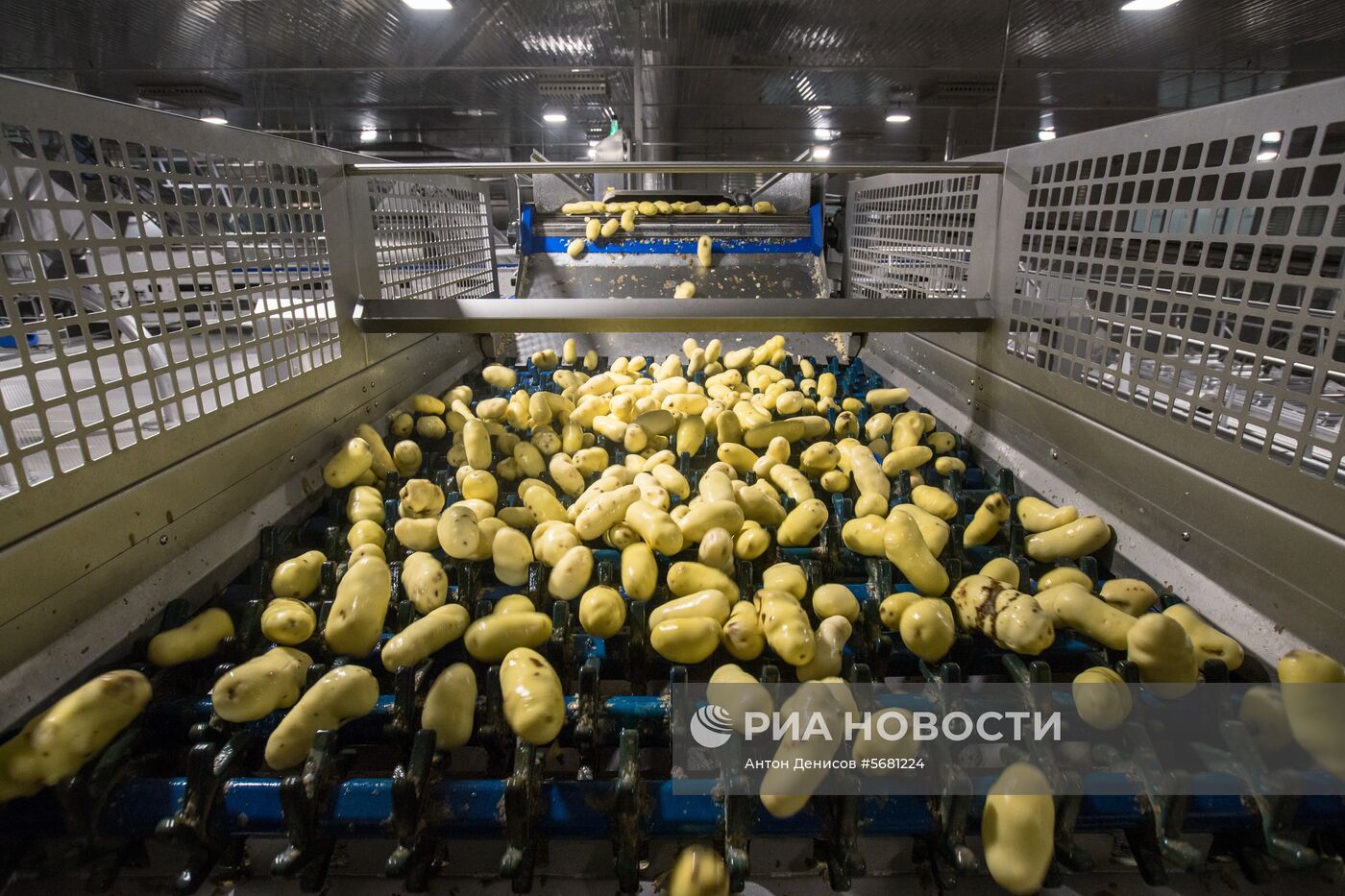 Уборка и переработка первого урожая российского картофеля для "Макдоналдс"