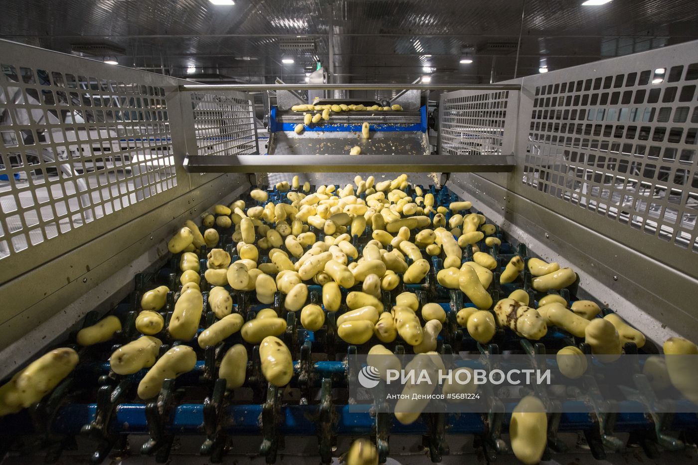 Уборка и переработка первого урожая российского картофеля для "Макдоналдс"