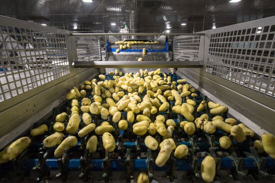 Уборка и переработка первого урожая российского картофеля для "Макдоналдс"