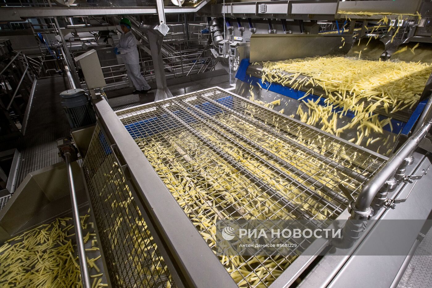 Уборка и переработка первого урожая российского картофеля для "Макдоналдс"