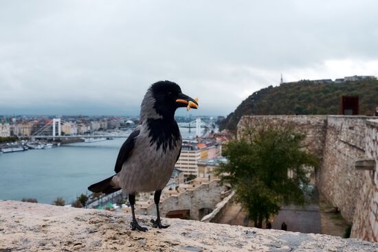 Города мира. Будапешт