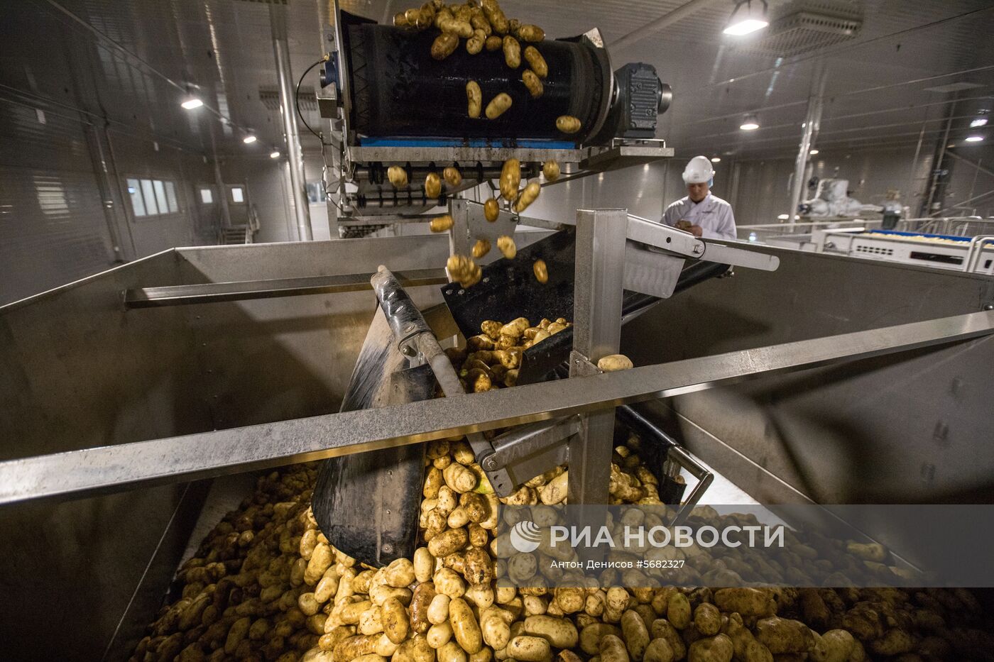 Уборка и переработка первого урожая российского картофеля для "Макдоналдс"