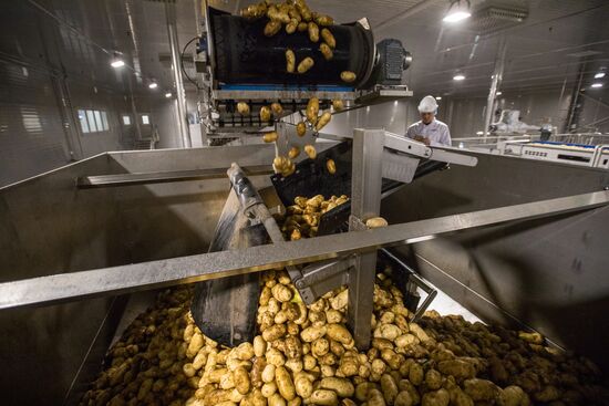 Уборка и переработка первого урожая российского картофеля для "Макдоналдс"