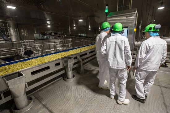 Уборка и переработка первого урожая российского картофеля для "Макдоналдс"