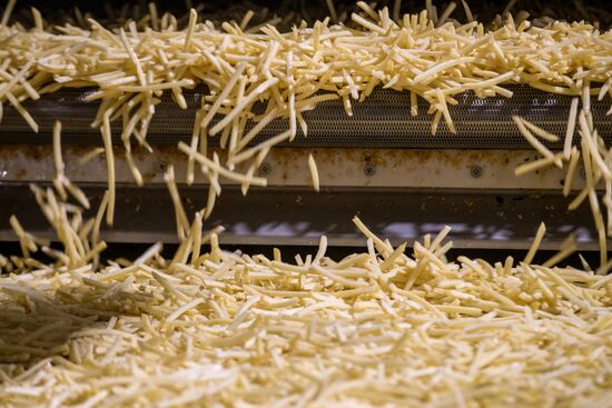 Уборка и переработка первого урожая российского картофеля для "Макдоналдс"