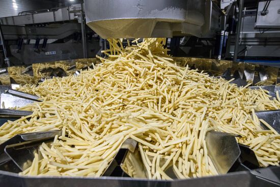 Уборка и переработка первого урожая российского картофеля для "Макдоналдс"