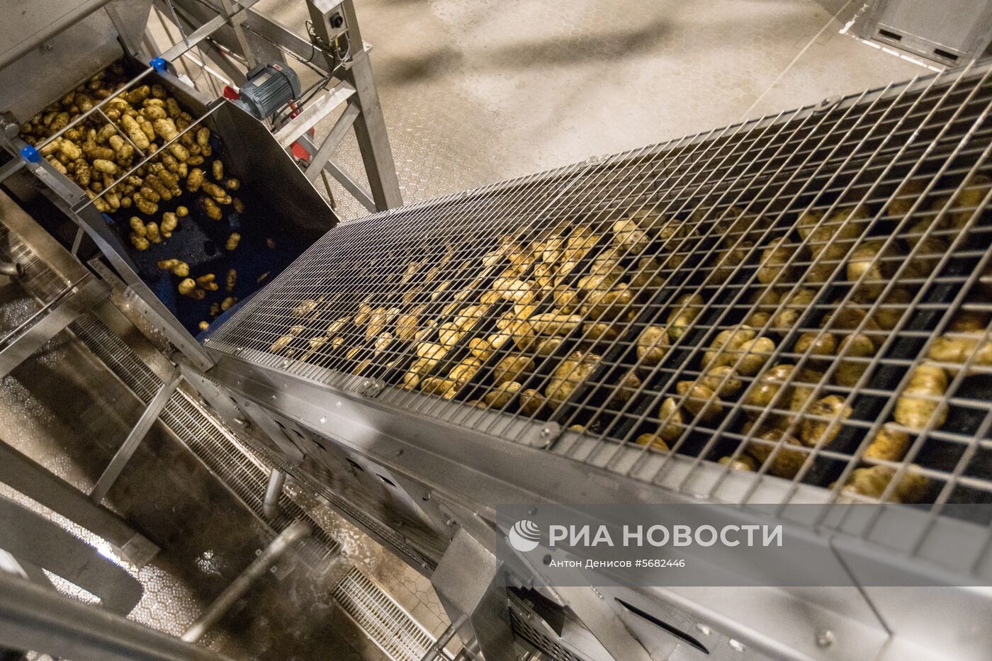 Уборка и переработка первого урожая российского картофеля для "Макдоналдс"