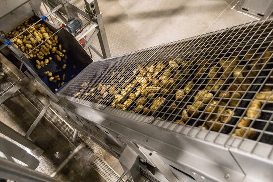 Уборка и переработка первого урожая российского картофеля для "Макдоналдс"