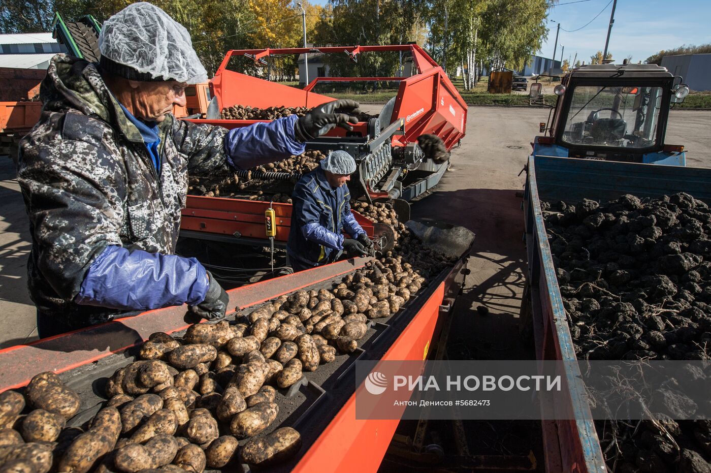 Уборка и переработка первого урожая российского картофеля для "Макдоналдс"