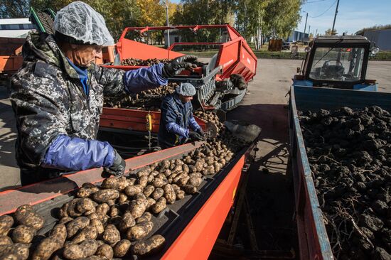 Уборка и переработка первого урожая российского картофеля для "Макдоналдс"