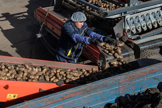 Уборка и переработка первого урожая российского картофеля для "Макдоналдс"