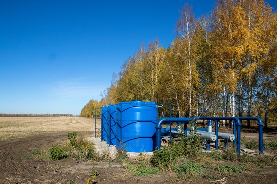 Уборка и переработка первого урожая российского картофеля для "Макдоналдс"