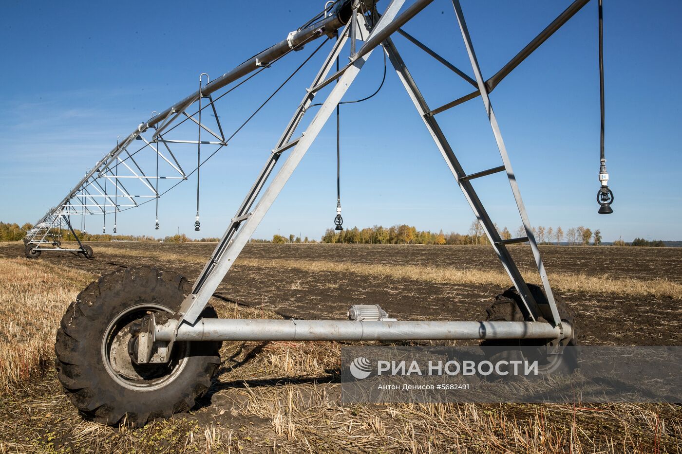 Уборка и переработка первого урожая российского картофеля для "Макдоналдс"