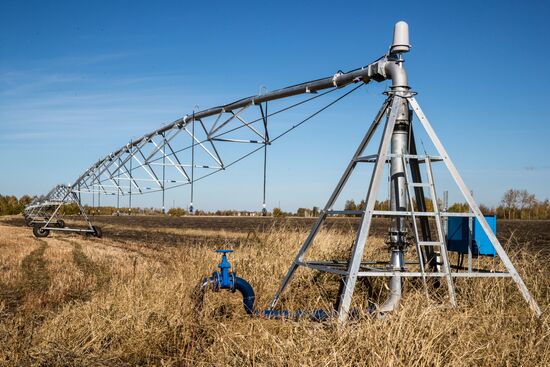 Уборка и переработка первого урожая российского картофеля для "Макдоналдс"