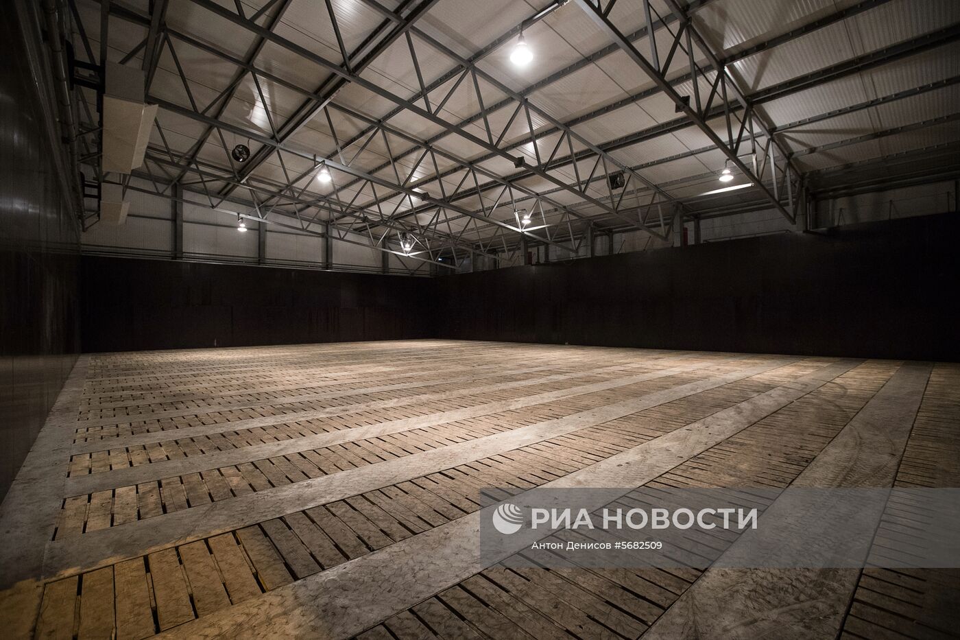 Уборка и переработка первого урожая российского картофеля для "Макдоналдс"