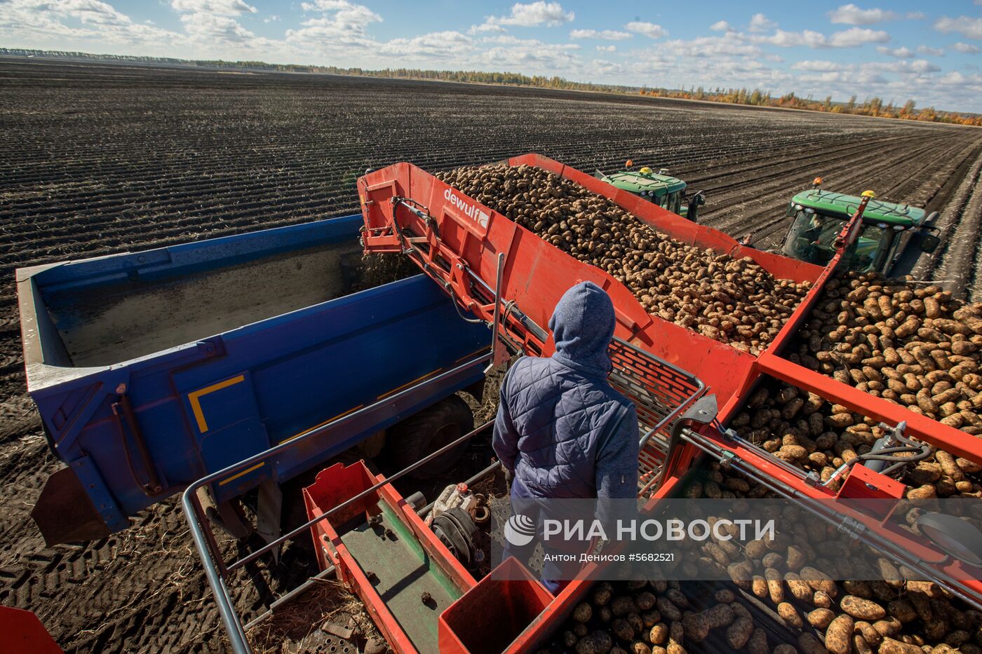 Уборка и переработка первого урожая российского картофеля для "Макдоналдс"