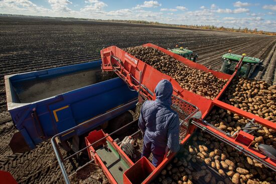 Уборка и переработка первого урожая российского картофеля для "Макдоналдс"