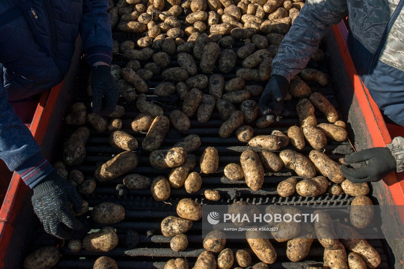 Уборка и переработка первого урожая российского картофеля для "Макдоналдс"