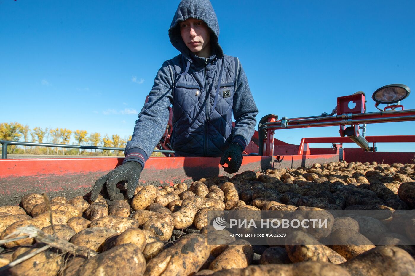 Уборка и переработка первого урожая российского картофеля для "Макдоналдс"