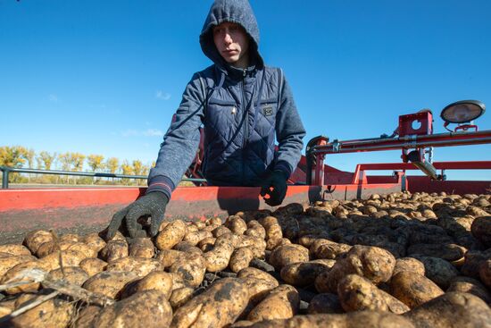 Уборка и переработка первого урожая российского картофеля для "Макдоналдс"