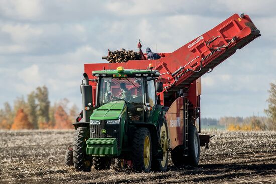 Уборка и переработка первого урожая российского картофеля для "Макдоналдс"