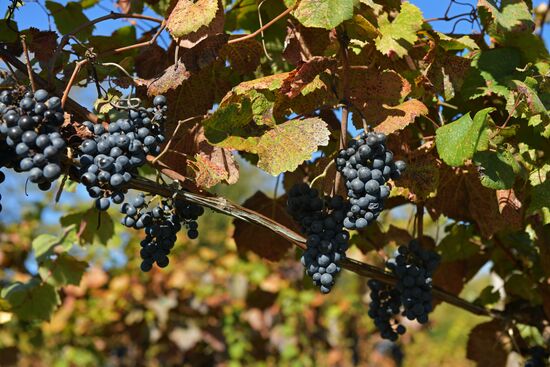 Сбор винограда в Абхазии