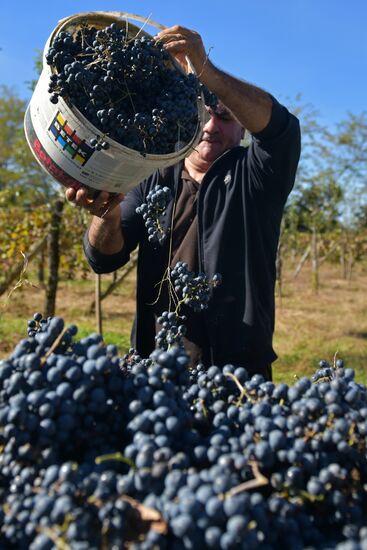 Сбор винограда в Абхазии