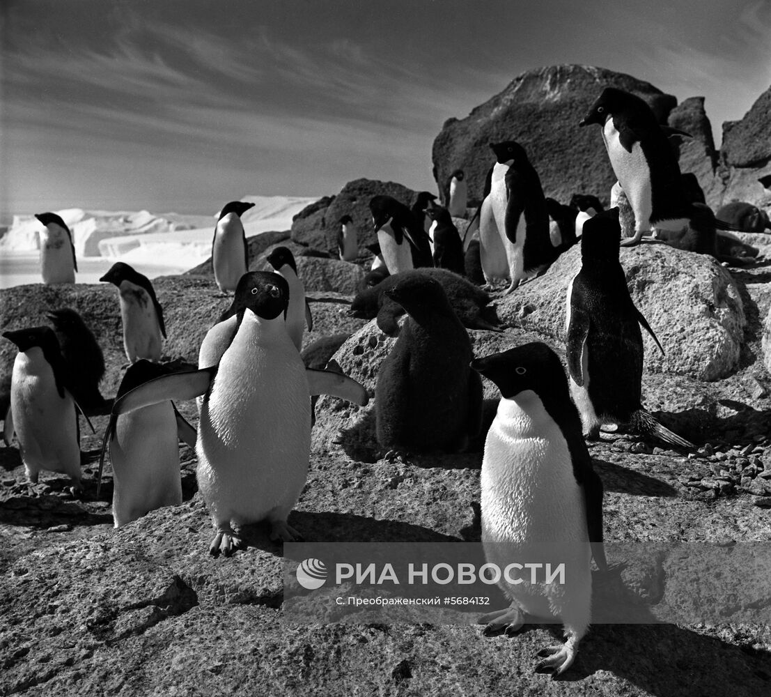 Пингвины в Антарктике