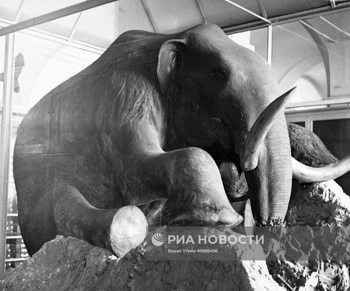 Зоологический музей в Ленинграде