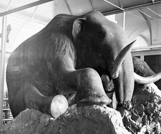 Зоологический музей в Ленинграде