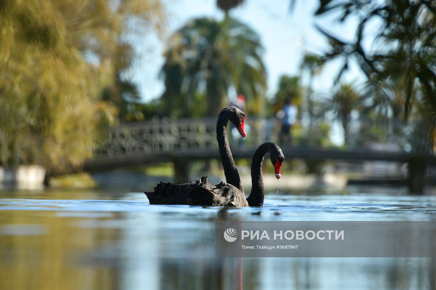 Осень в Абхазии