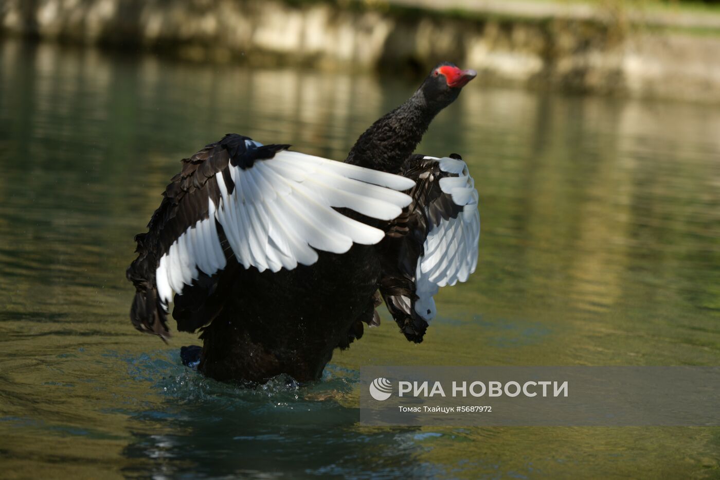 Осень в Абхазии