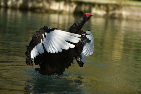 Осень в Абхазии