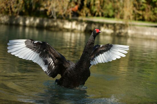 Осень в Абхазии
