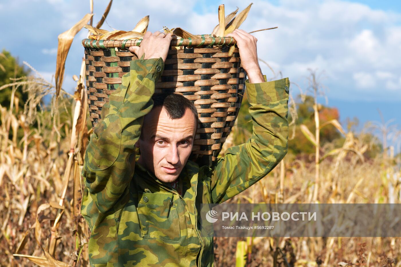 Уборка урожая кукурузы в Абхазии