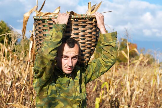 Уборка урожая кукурузы в Абхазии