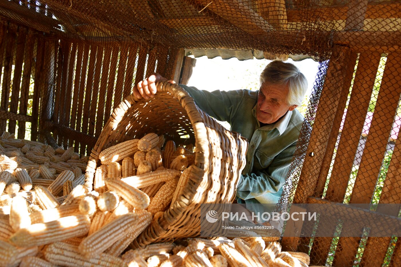 Уборка урожая кукурузы в Абхазии