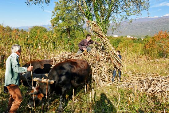 Уборка урожая кукурузы в Абхазии